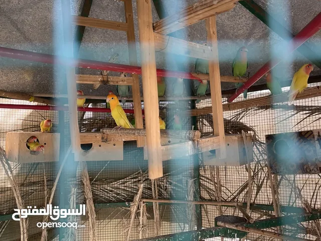 مجموعه ازواج لفبيرد روز