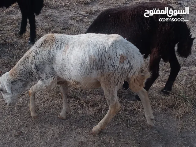كبش بلادي اضحية مرعى عشب و علاف . نظييييف 100% من مزرعة شوف من الصورة ... وسعر رخيييييص فقط 58 الف