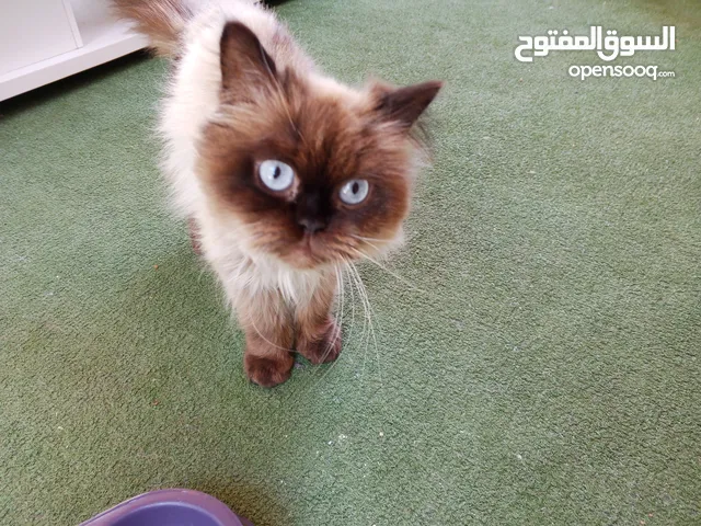 قطه هملايا