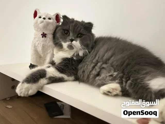 قطه ضايعه في البصرة
