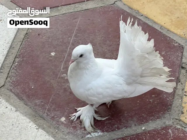 زوج عرايس مخاليف وتك احمر وابيض اقرا جوا الوصف