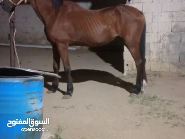 اسلام عليكم ورحمة يوجد فرس حرز تلته شهور