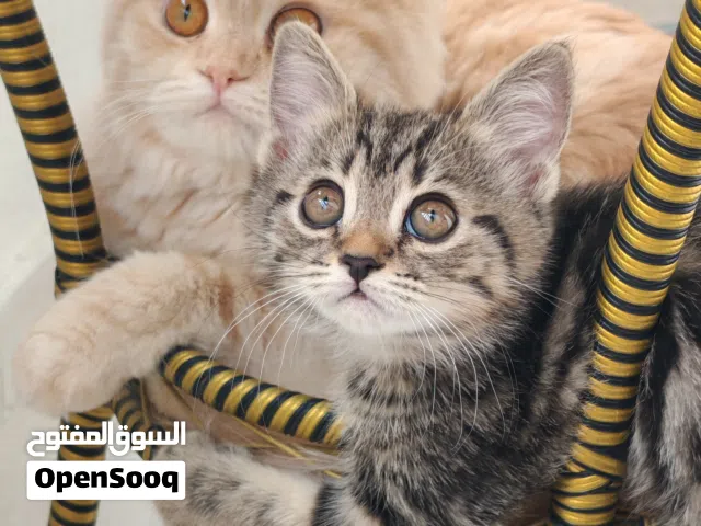للبيع قطط جميلة ذكر وأنثى من فصيلة مكس أميركان شورت هير × شيرازي هيمالايا. العمر: شهرين