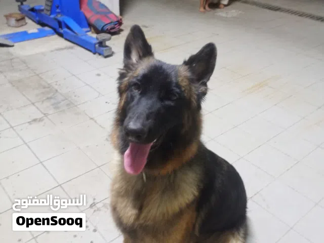 Female German Shepherd for Sale / أنثى جيرمن شيبرد للبيع