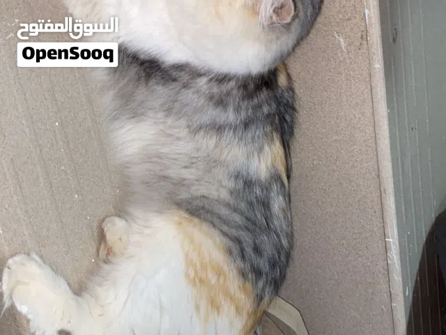 قط شيرازي للبيع