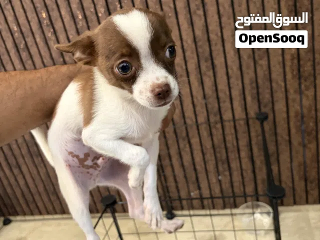 شيواو عمره 3 شهور