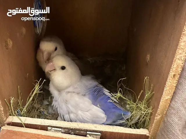 زوج روز منتج واليف 500درهم ويجهز للبيض