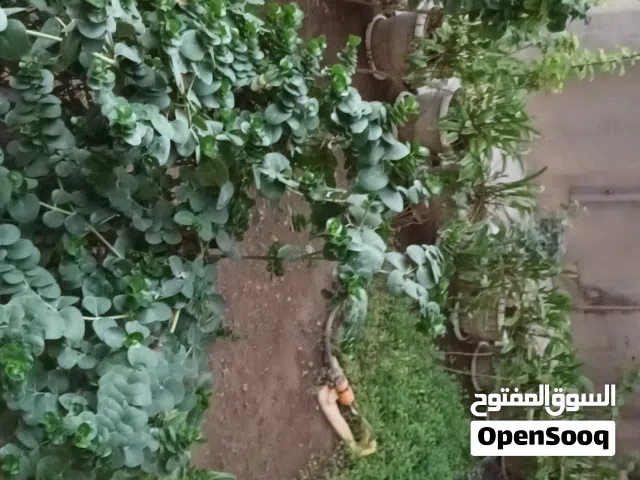 (إقرأ الوصف) دار ركن 270 متر عكادة للبيع في حي العامل الجمعيات