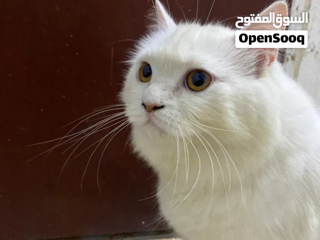 بسس شيرازي عمر عمرة الأم سنتين او ثلاث