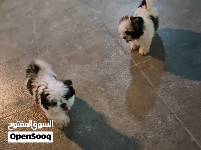 Adorable Shih Tzu Puppies for Sale – 2 Months Old