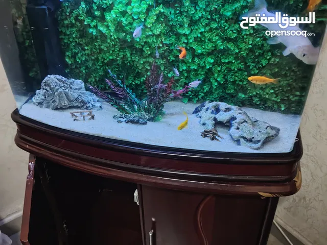 حوض سمك اوروبي نوع Noble 80*60