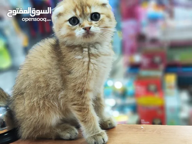 ذكر سكوتش فولد ny12 جولدن
