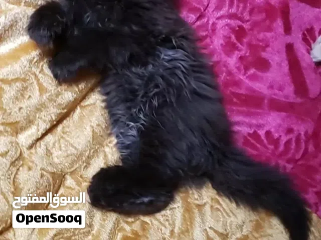 حيونات للبي..