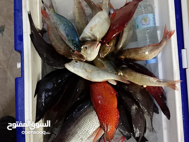اسماك طازجة ومبردة نورد للمطاعم والاسترحات والافراد