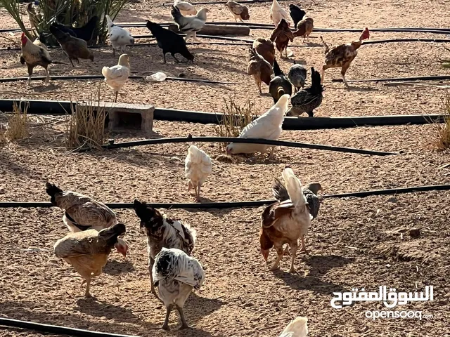 السلام عليكم ورحمت الله وبركاته يوجد دجاج للبيع في مصراته المعمر 5 شهور و18 يوم دجاج الله يبارك