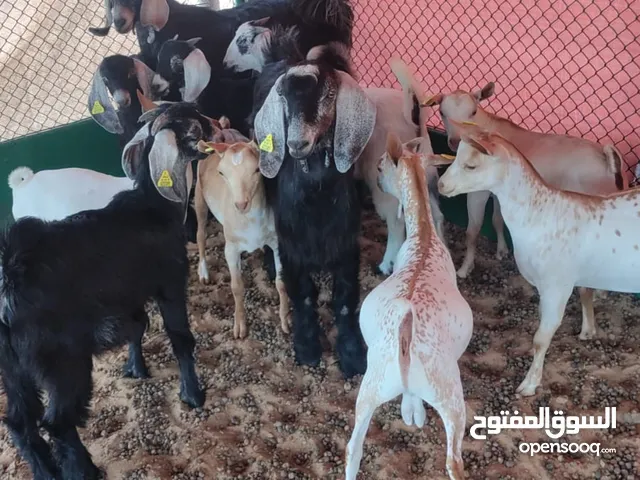 ذباح للبيع