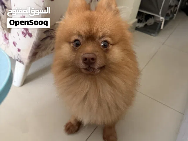 بومرينيان ذكر اكتيف و يحب اللعب