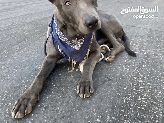 كلب ملينو عمر 5شهور للبدل عل كلب بوبي