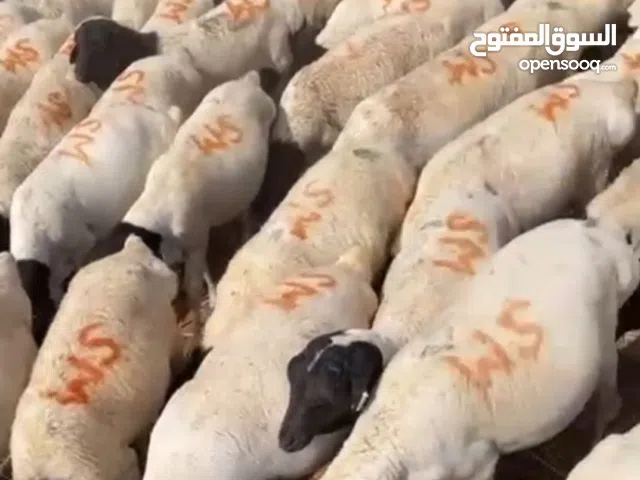 طليان برابر وتيوس صومالي