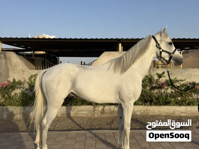 حصان عربي للبيع