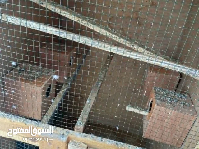 قفص عصافير للبيع