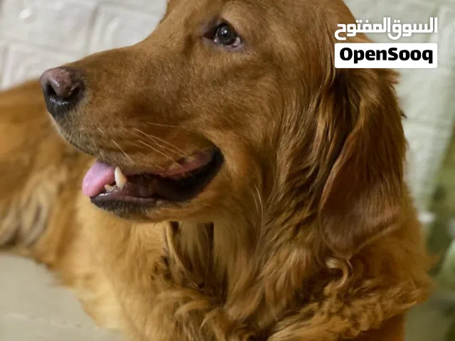 كلب جولدن للبيع