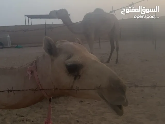 بكرة للبيع
