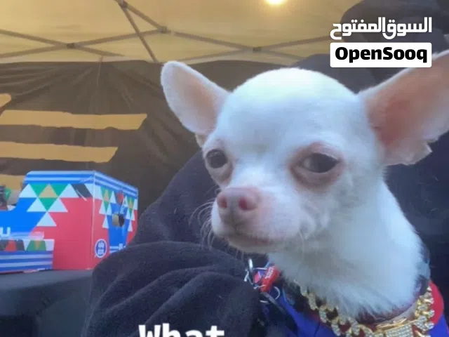 شيواوا ابل هيد تيك اب سايز ذكر ما يعض نهائيه مسالم مع القطاوه ومو مزعج ابدا وهادي وما ينابح بالبيت