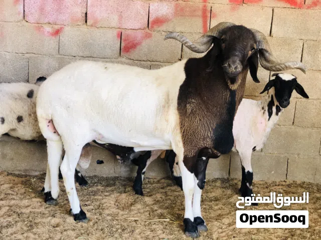 السلام عليكم فحل لبيع ربي يبارك