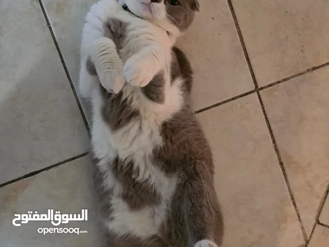 Male Scottish fold for sale- price negotiable