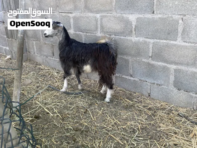 ذبيحة سخلة