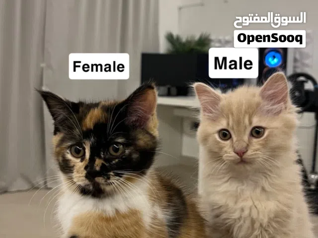 .Cat - قطط.