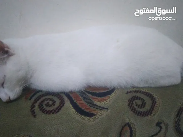 قطه تركيه للبيع