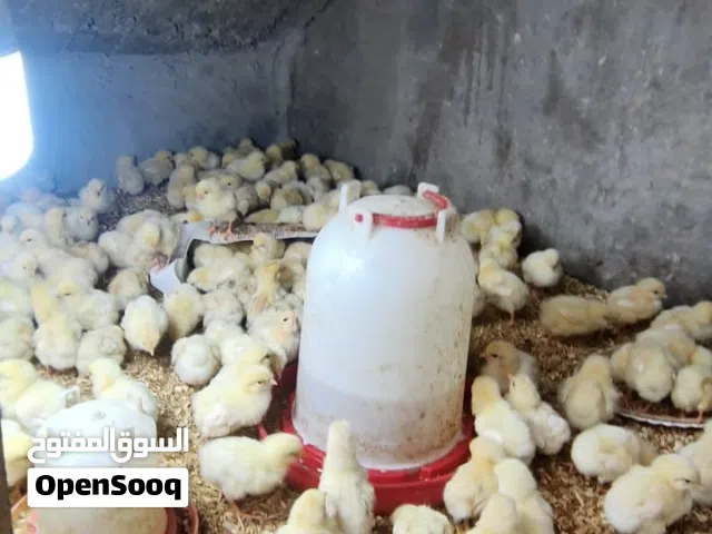كتاكيت معمل العمر من عشره ايام الى 15يوم  ملقحات كامل زيتي و التهاب صره شرط اذا ايصير