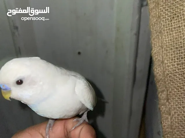 محتاج ذكر بادجى جاهز للتزاوج