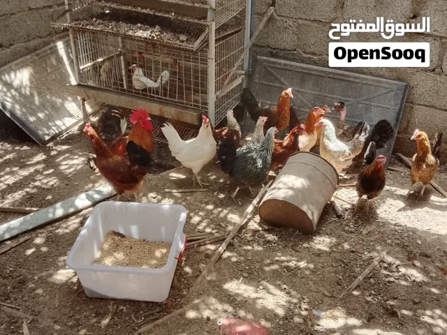 دجاج أوماني