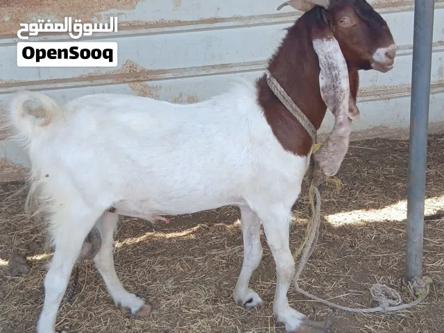 تيس باكستاني