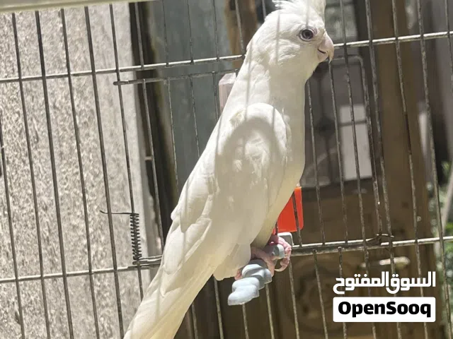 انثايه كوكتيل البينه بايضه بدون فحل  للبدل ع فحل مكفول تكبيس اقرا الوصف