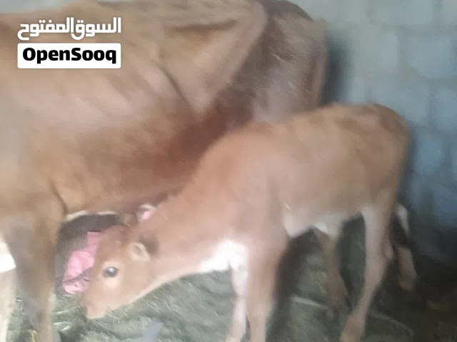 عجل يشرب حليب تحت امه