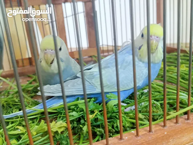 عصافير رينبو