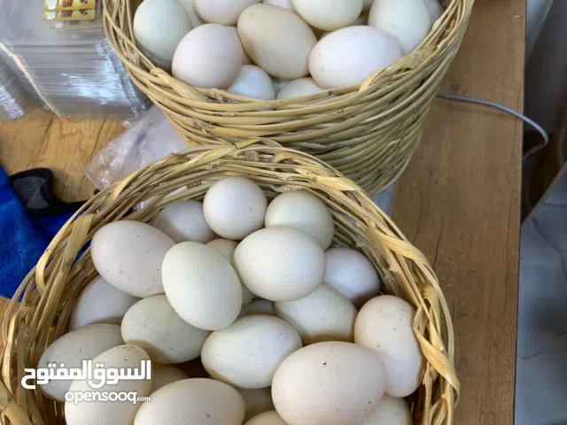متوفر بيض انوس بشوش مصري