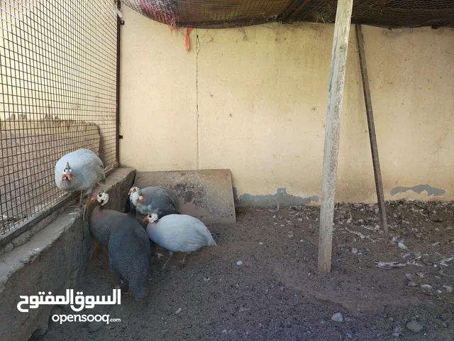 دجاج حبشي للبيع