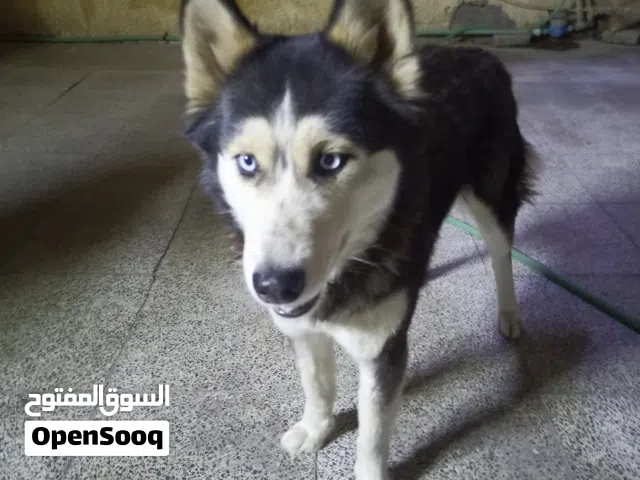 كلبه هاسكي