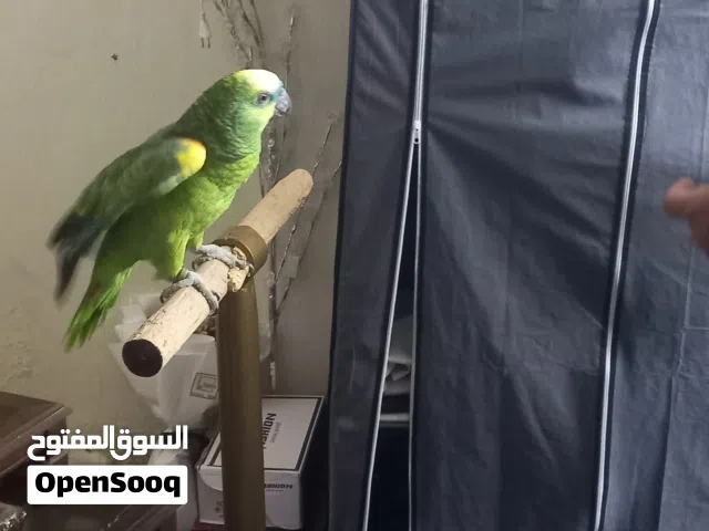 ببغاء بلو فرند
