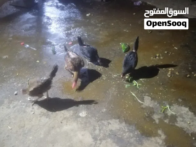 ياالله دجاجات خمسه صاحيات مال بيت ملقحات