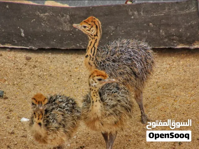 نعام افريقي انتاج محلي