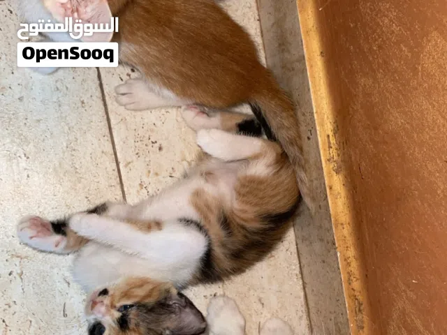 قطط للتبني في اريحا