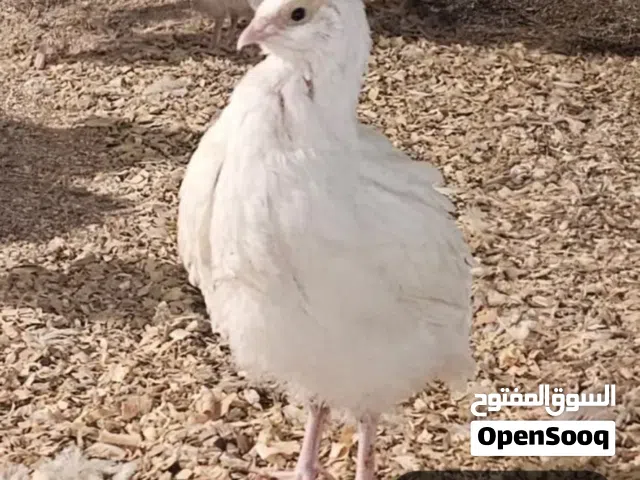 مطلووووب سمان
