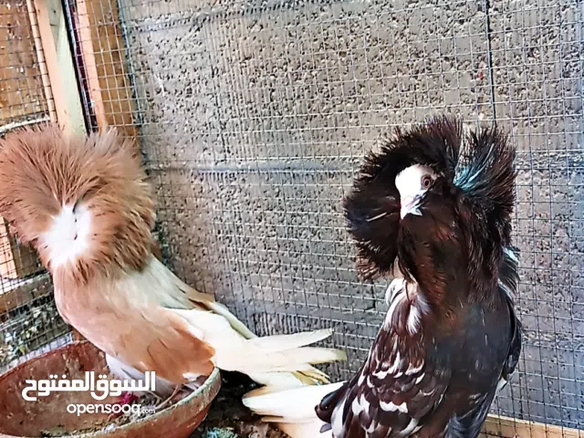 حمام فوط  الذكر كلني النثى انوسيا