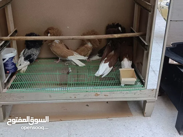 للبيع حمام فوطه العمر سنه 3 أجواء الجوز